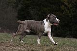 AMSTAFF ADULT 386